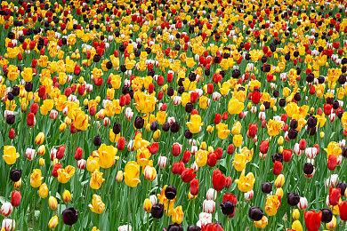 《JOJO群星之战R》发布SPW财团大佬参战预告